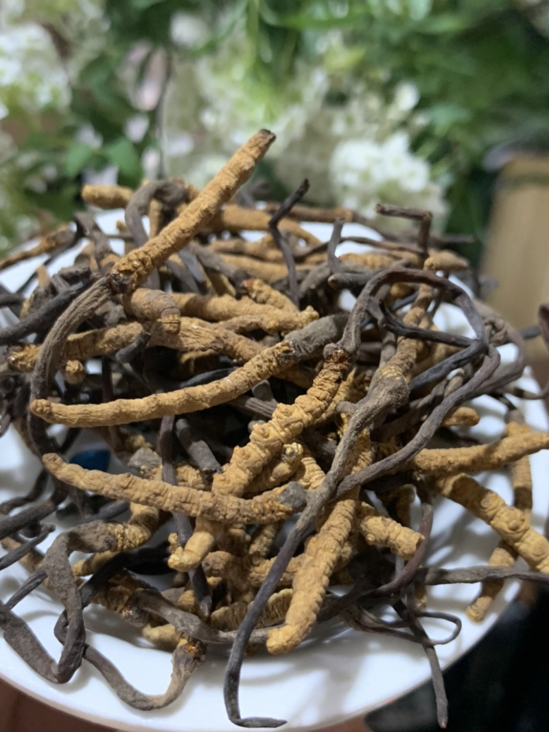 5500条虫草冬虫夏草淘货源微商电商实体专业保密一件代发