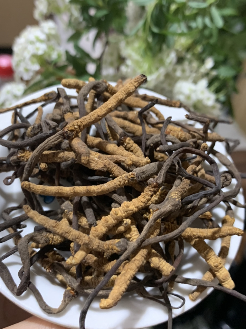 5500条虫草冬虫夏草淘货源微商电商实体专业保密一件代发