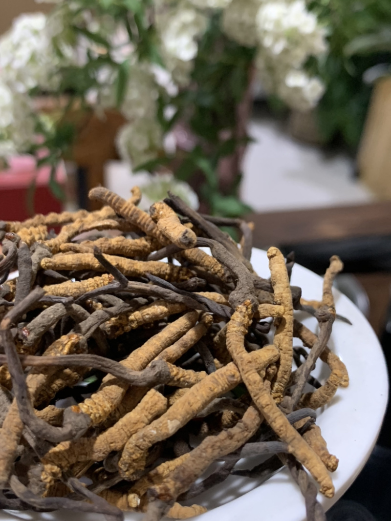 5500条虫草冬虫夏草淘货源微商电商实体专业保密一件代发
