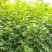 辽宁开原天目琼花小苗佛头花鸡树条荚蒾工程苗繁育基地