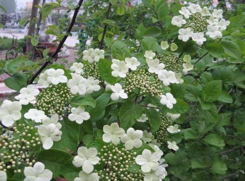 辽宁开原天目琼花小苗佛头花鸡树条荚蒾工程苗繁育基地