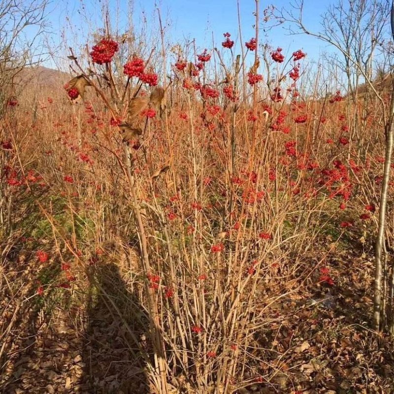 辽宁开原天目琼花小苗佛头花鸡树条荚蒾工程苗繁育基地