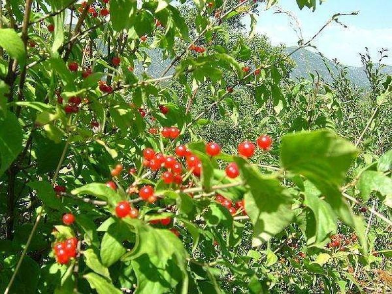 辽宁开原天目琼花小苗佛头花鸡树条荚蒾工程苗繁育基地
