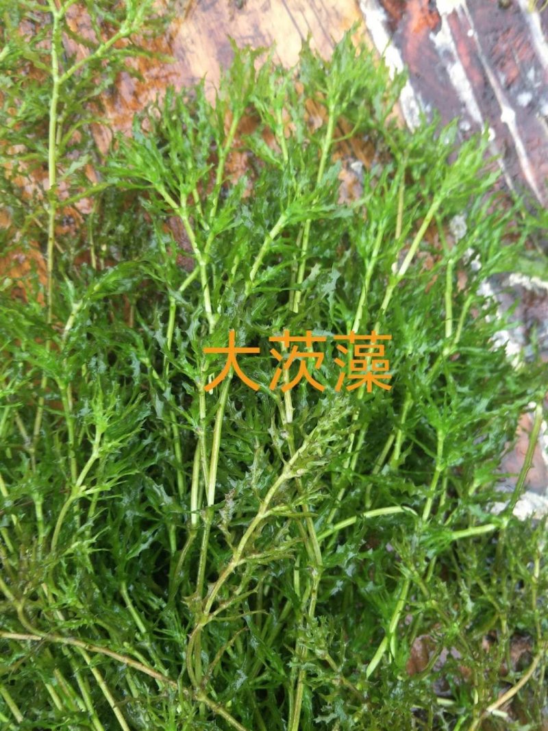 水生植物批发，水生植物公司，水生植物基地