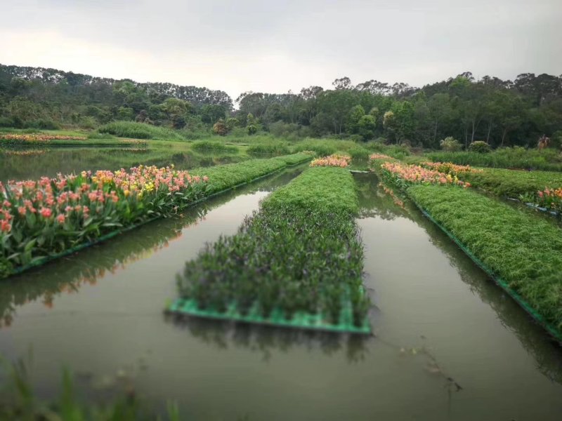 水生植物批发，水生植物公司，水生植物基地