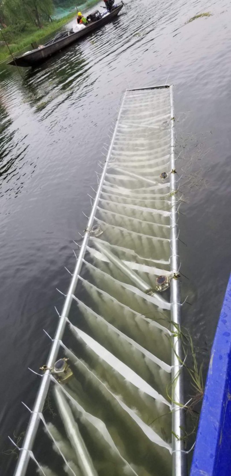 水生植物批发，水生植物公司，水生植物基地