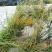 水生植物批发，水生植物公司，水生植物基地