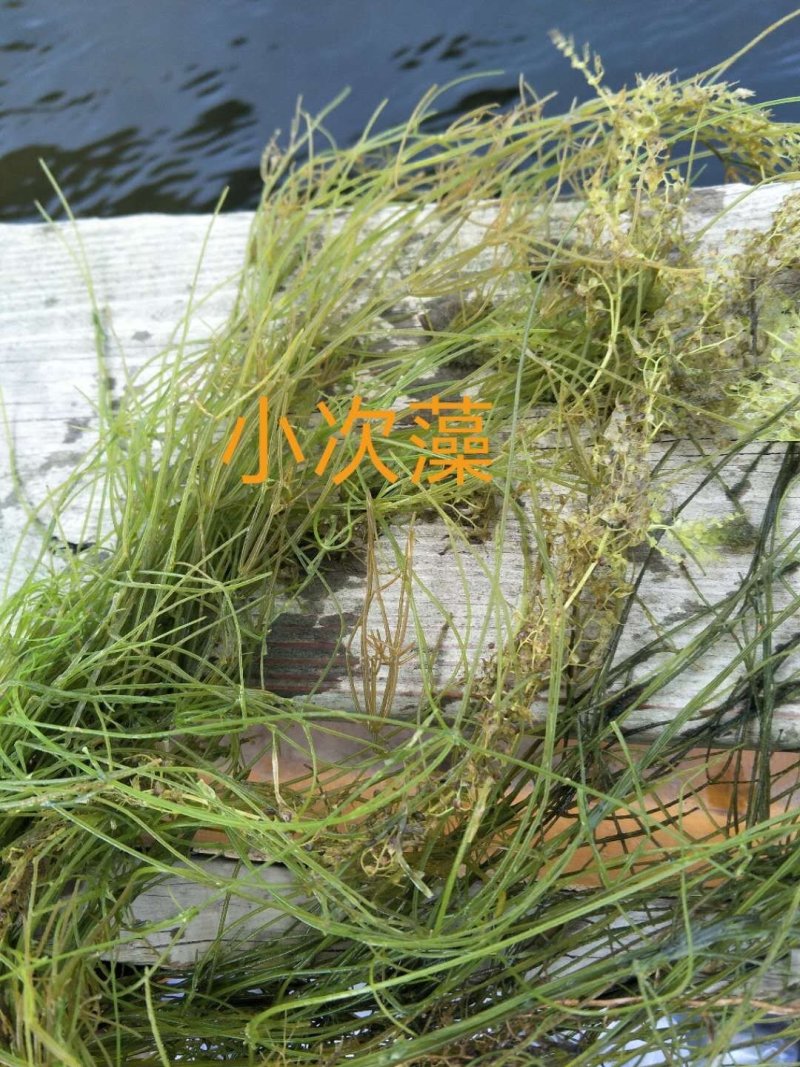 水生植物批发，水生植物公司，水生植物基地