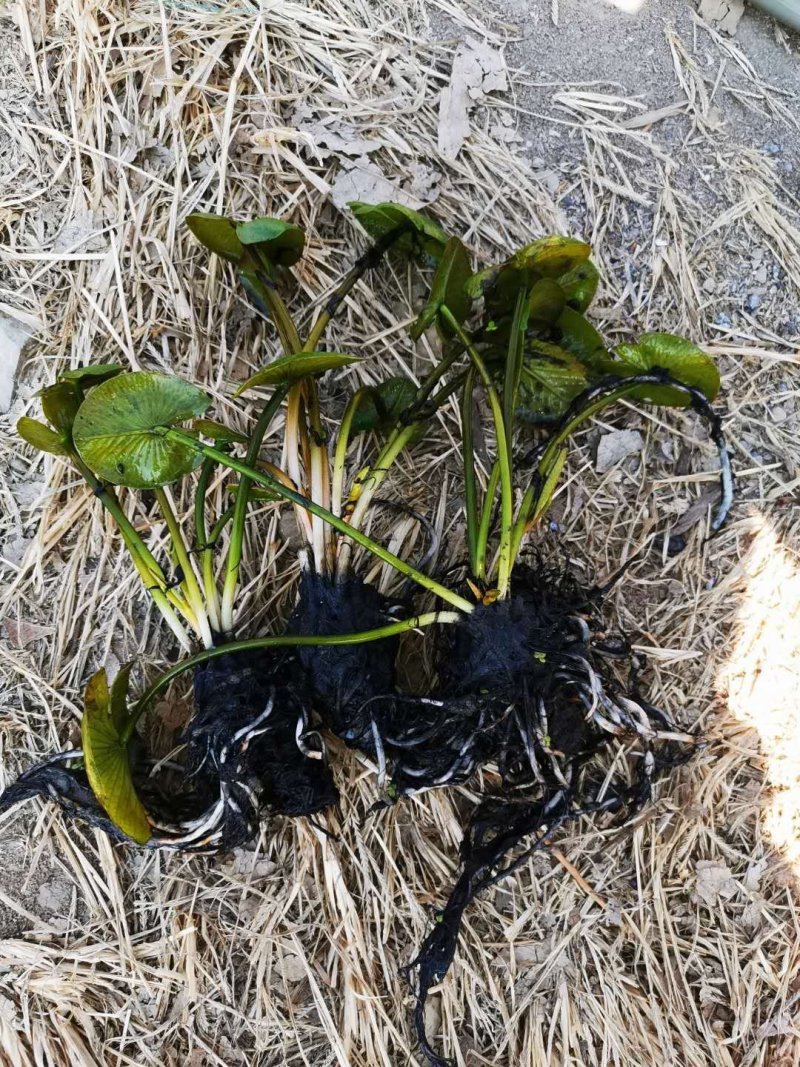 水生植物批发，水生植物公司，水生植物基地