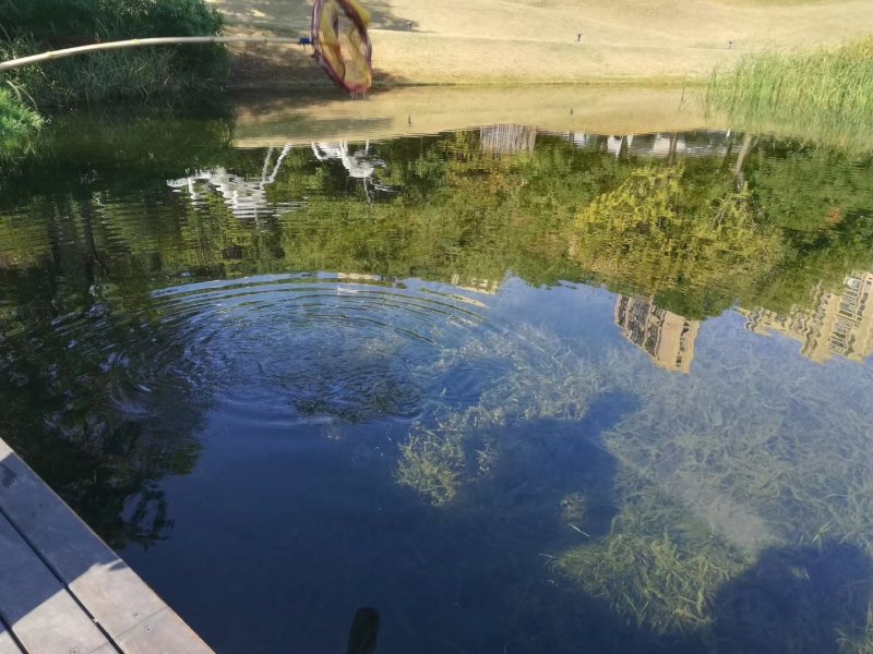 水生植物批发，水生植物公司，水生植物基地