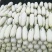 博洋61甜瓜羊角蜜原产地质量保证可以看棚订货全国发货