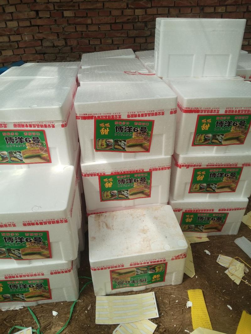 博洋61甜瓜羊角蜜原产地质量保证可以看棚订货全国发货