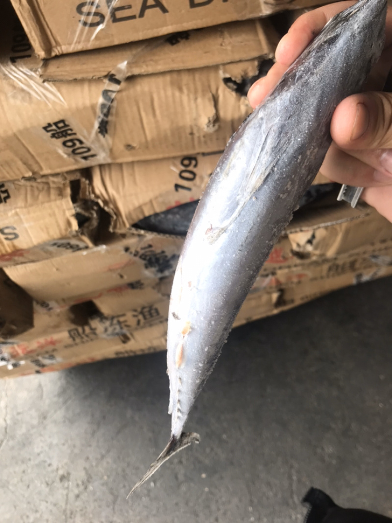 炸弹鱼每年都有需要贸易公司联系我