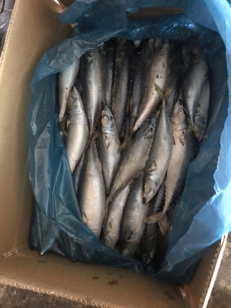炸弹鱼每年都有需要贸易公司联系我