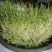 豆芽种植盘(豌豆苗，黄豆苗，黑豆苗，绿豆苗专用)