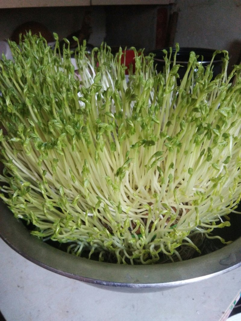 豆芽种植盘(豌豆苗，黄豆苗，黑豆苗，绿豆苗专用)