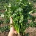 耐热香菜种子耐热耐干旱晚抽苔香味浓产量高500克