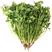 耐热香菜种子耐热耐干旱晚抽苔香味浓产量高500克