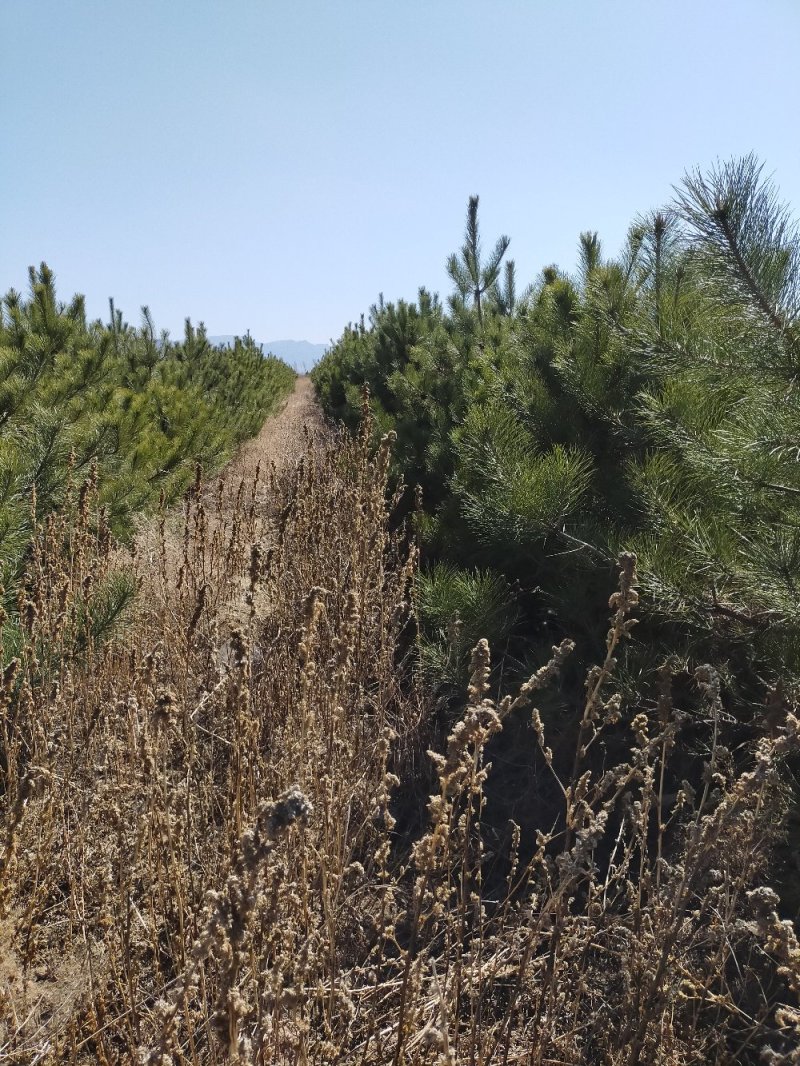 油松各种规格油松及油松杯苗应有尽有河北张家口