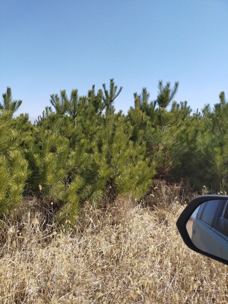 油松各种规格油松及油松杯苗应有尽有河北张家口