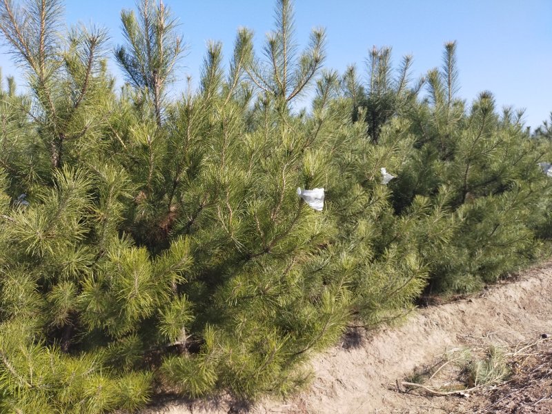 油松各种规格油松及油松杯苗应有尽有河北张家口