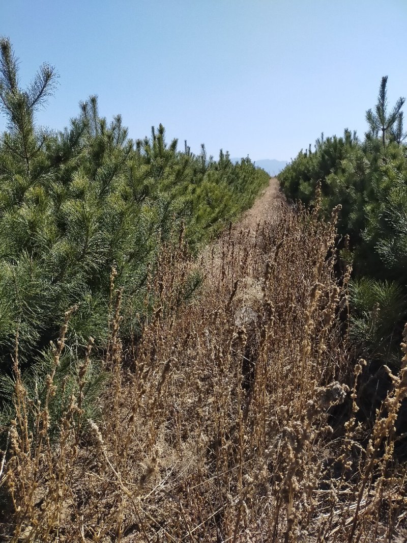 油松各种规格油松及油松杯苗应有尽有河北张家口