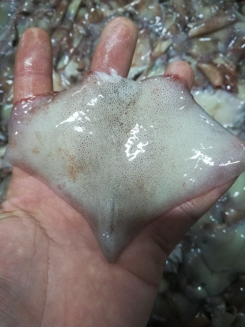 阿鱿鱿鱼尾船冻鱿鱼耳鱿鱼翅鱿鱼32斤一件原汁不缩水