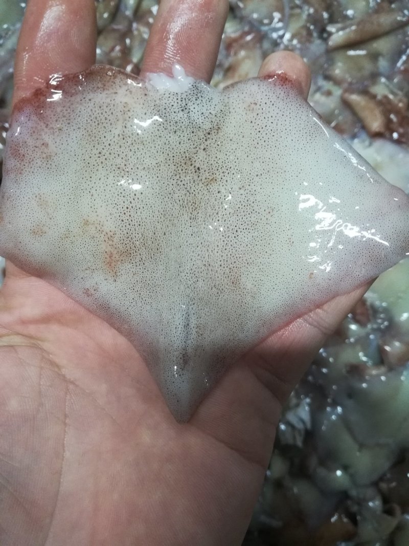阿鱿鱿鱼尾船冻鱿鱼耳鱿鱼翅鱿鱼32斤一件原汁不缩水