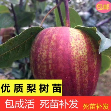 早酥红梨嫁接苗包邮包成活死苗补发