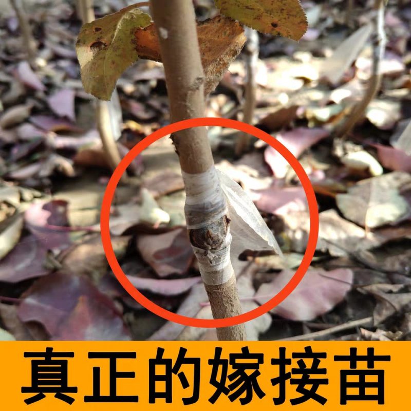早酥红梨嫁接苗包邮包成活死苗补发