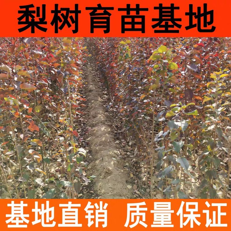 早酥红梨嫁接苗包邮包成活死苗补发