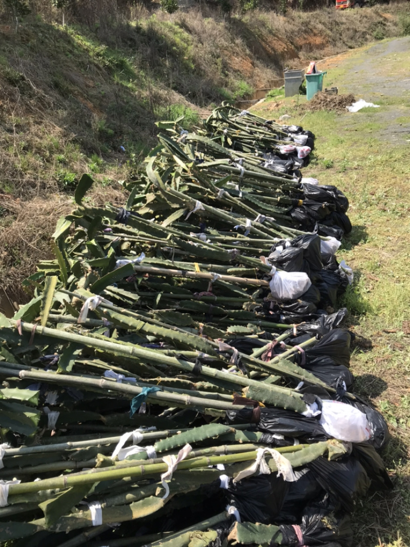 红心火龙果苗，皮薄味甜。基地直供