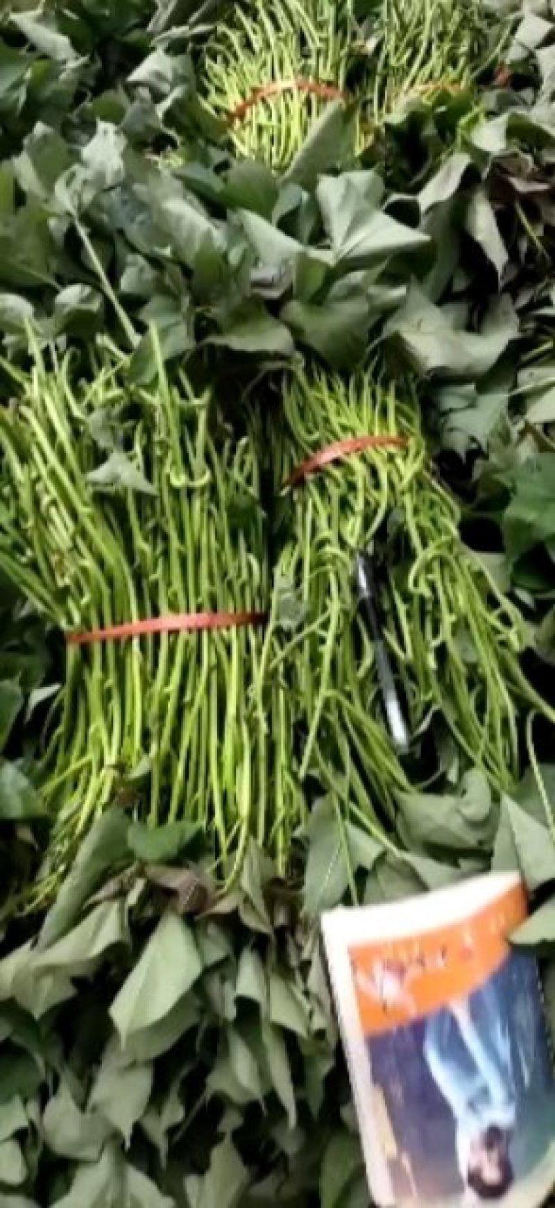 河南西瓜红红薯苗苗粗苗壮开封脱毒红薯苗高淀粉红薯苗