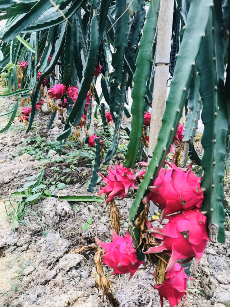 红心火龙果苗，皮薄味甜。基地直供