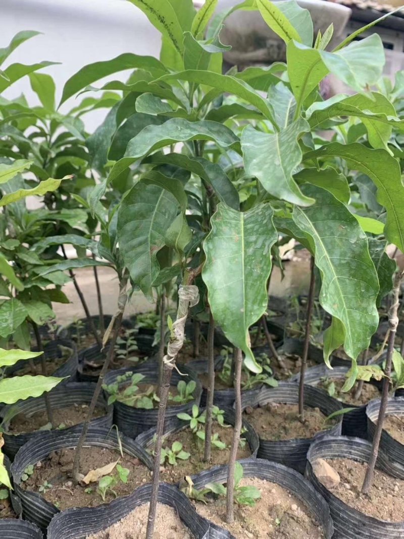 黄晶果苗，冬蜜，久蜜嫁接苗