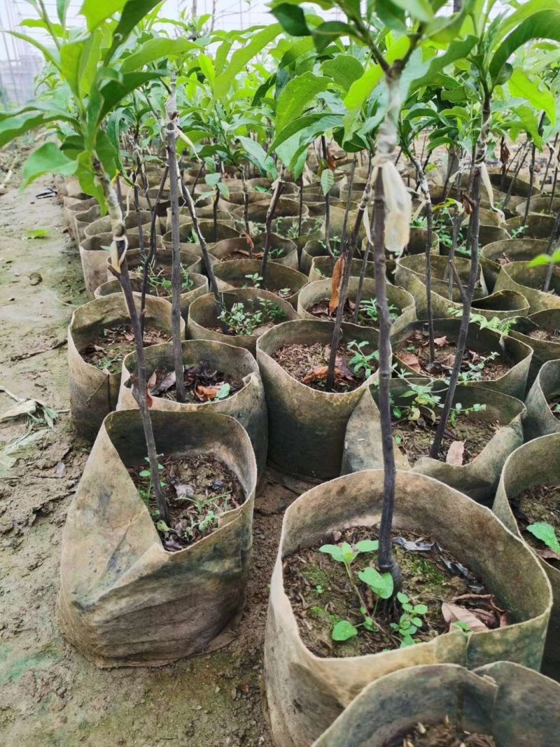 黄晶果苗，冬蜜，久蜜嫁接苗