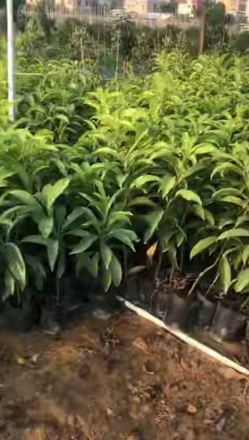 台湾耀堂仙桃，鸡蛋果嫁接树苗
