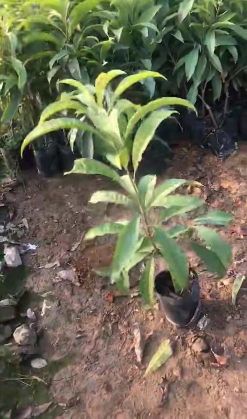 台湾耀堂仙桃，鸡蛋果嫁接树苗