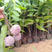 红皮释迦番荔枝树苗两年苗0.5～1米