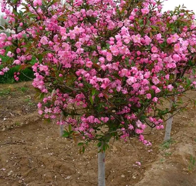 红宝石海棠苗截杆高度50公分可用于盆栽【速生长速度快】