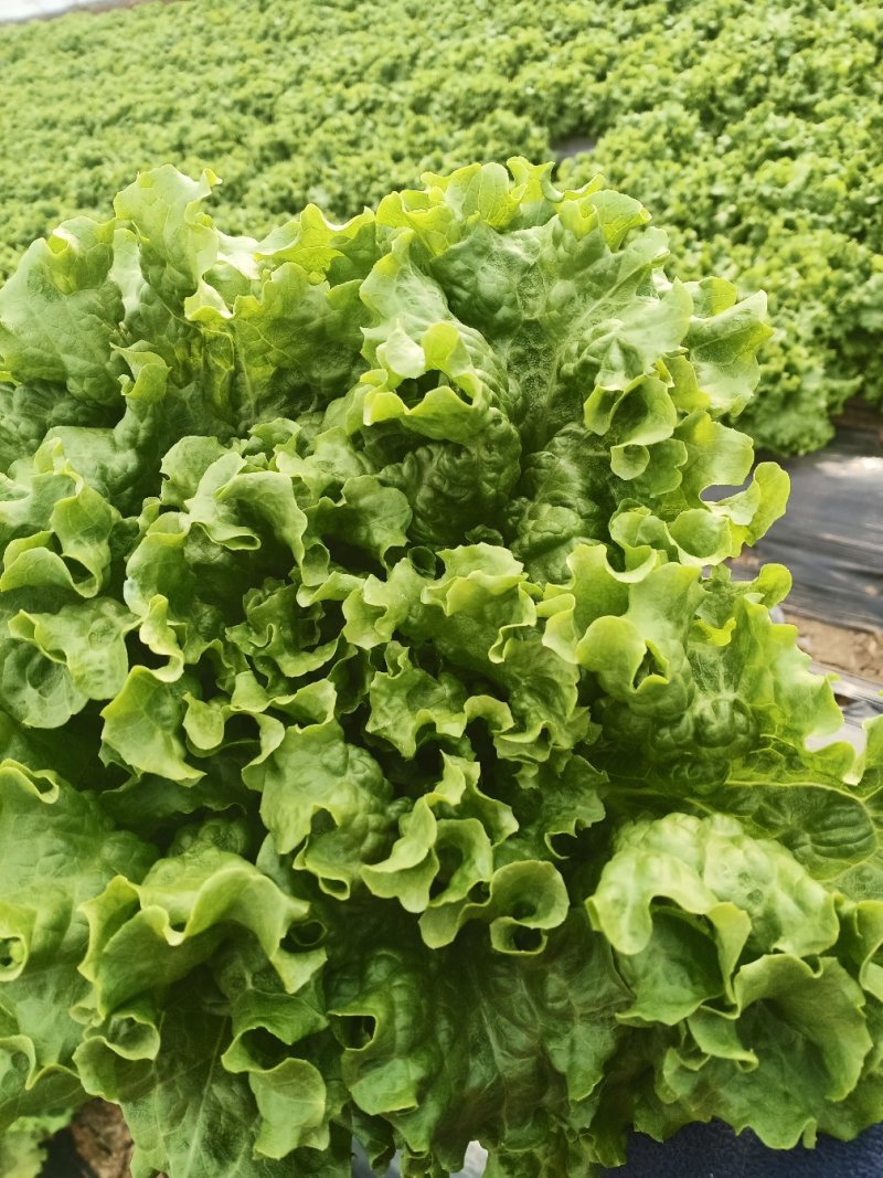 散叶生菜