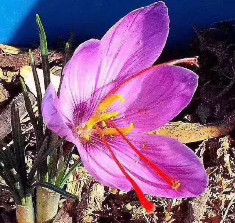 藏红花伊朗进口产地直发特级藏红花泡水