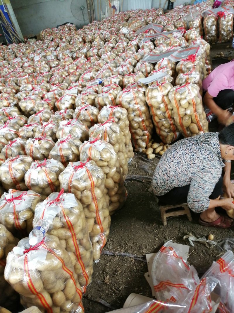 大量供应黄心沃土系，产地直发，全国发货