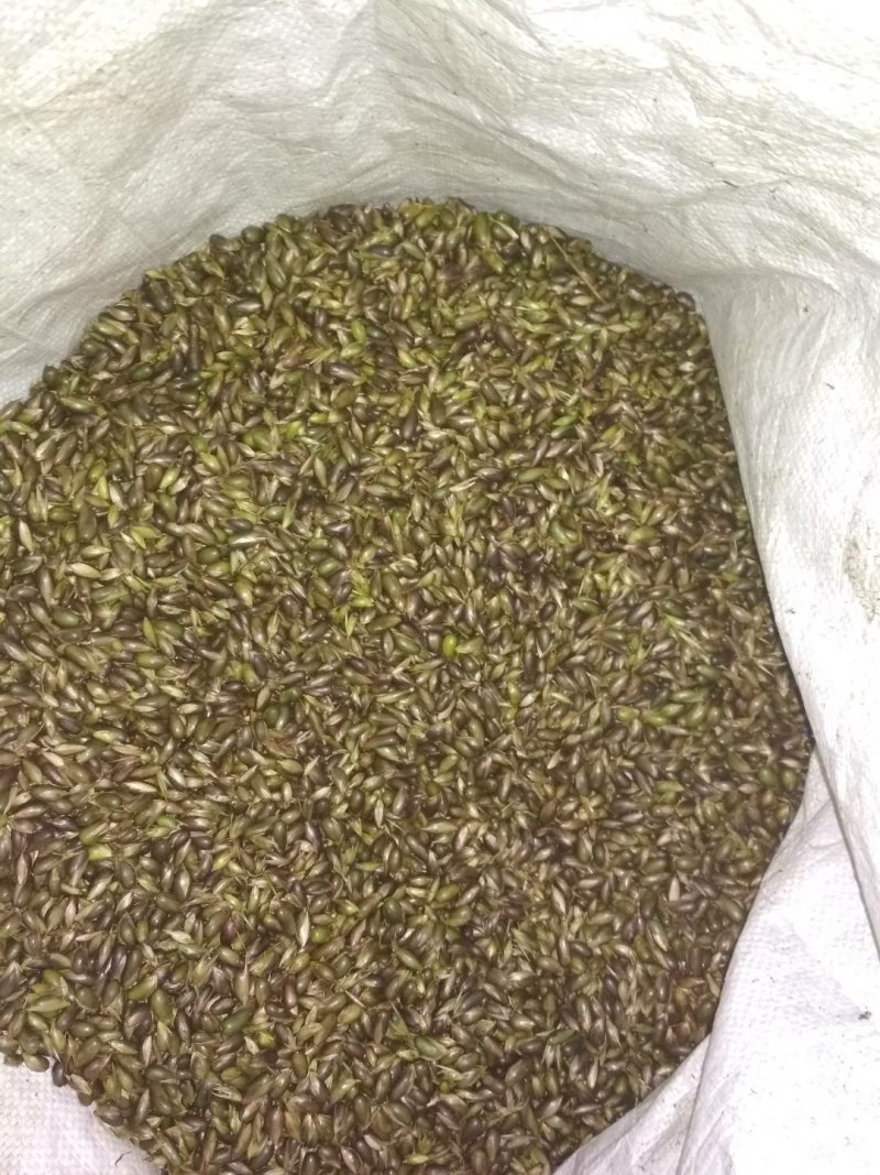 竹米，8月竹竹米现货数量不多需要的快快联系。