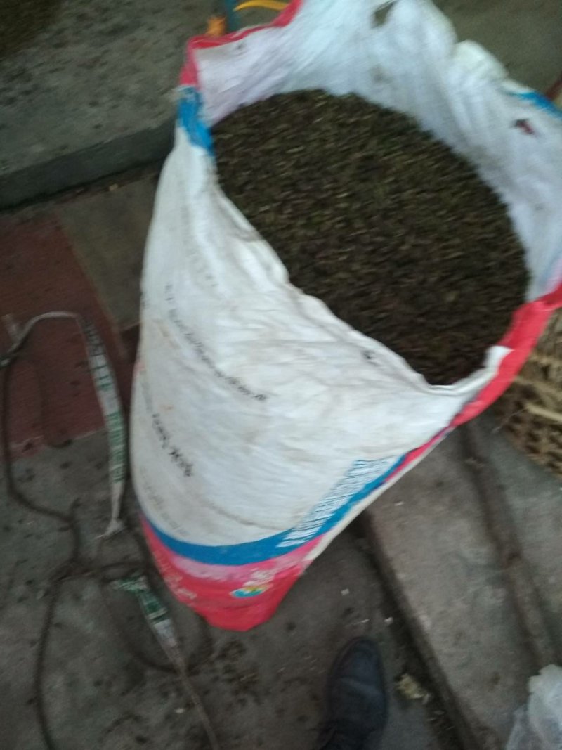 竹米，8月竹竹米现货数量不多需要的快快联系。