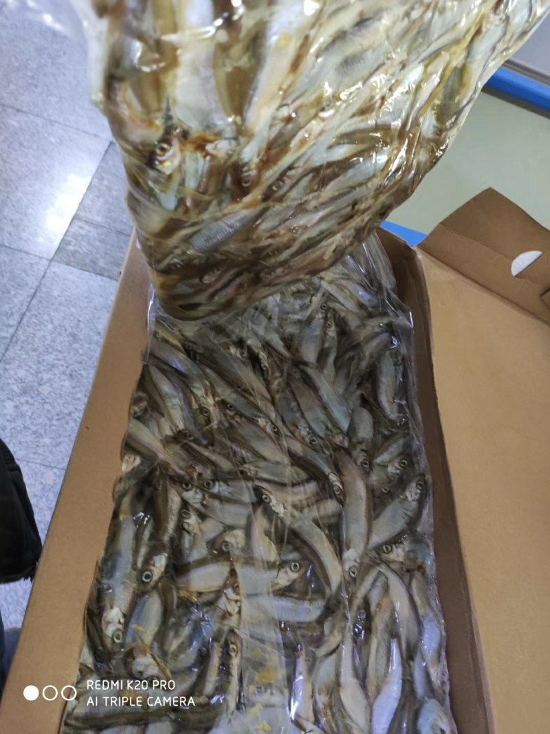 多春鱼，进口母体多春鱼，，。。。。，，，