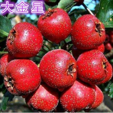 山楂树活苗特大嫁接果树苗盆栽地栽南方北方种植甜山楂当年结