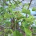 山楂树活苗特大嫁接果树苗盆栽地栽南方北方种植甜山楂当年结