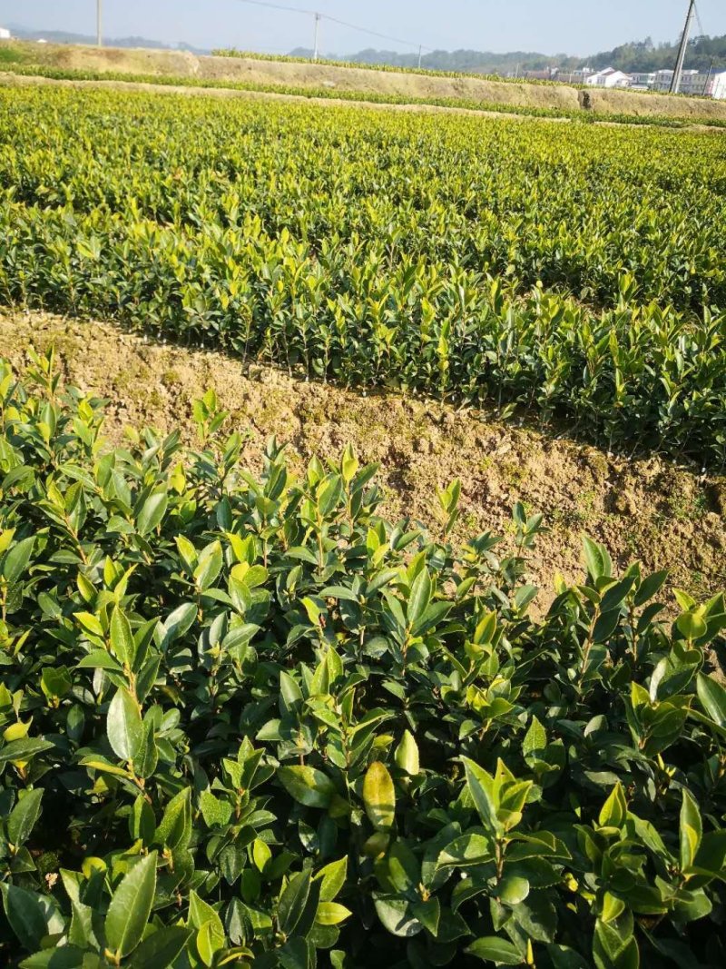 茶籽树苗，高产嫁接油茶苗，质量保证，价格优惠