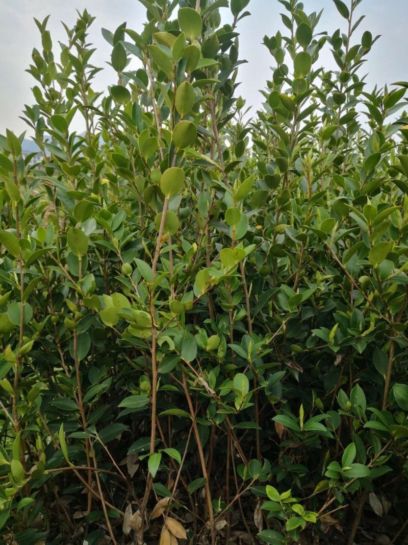 茶籽树苗，高产嫁接油茶苗，质量保证，价格优惠